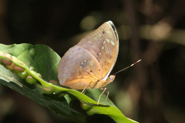 Bebearia arcadius male UNS